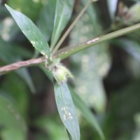 Strobilanthes glaucescens Nees